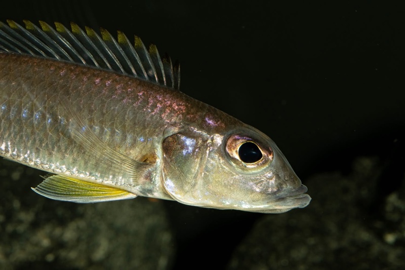 Reganochromis calliurus 'Kalalangabo'